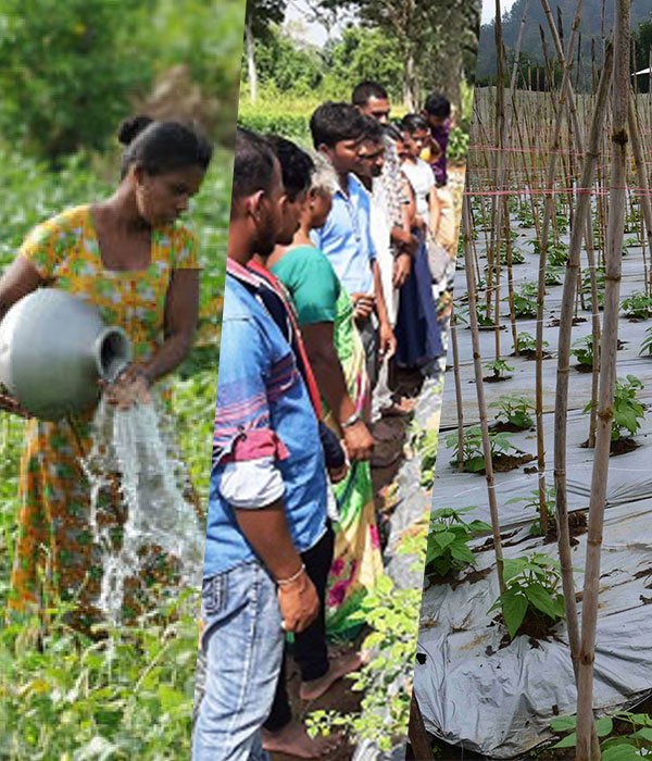 Empowering Local Farmers