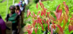 How Eden Spice Helps Local Farmers & Communities