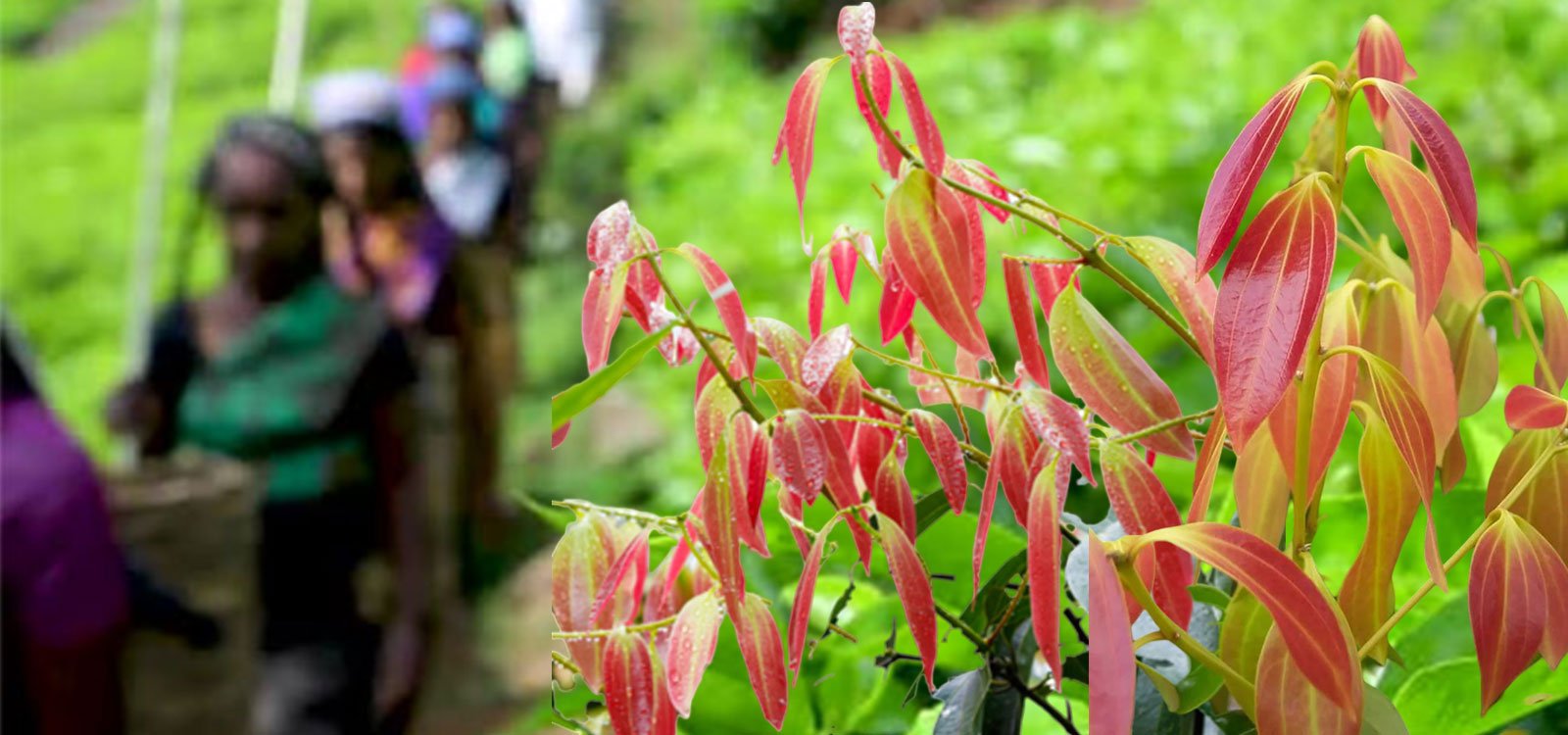 How Eden Spice Helps Local Farmers & Communities