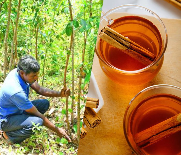 The-Traditional-Harvesting-Process