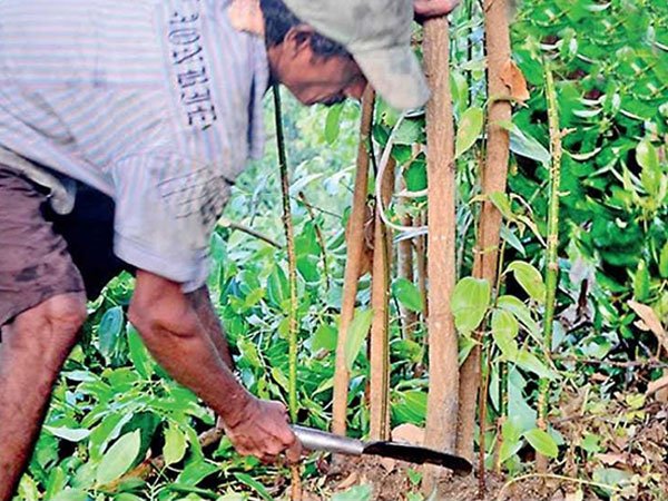 Cinnamon Harvesting