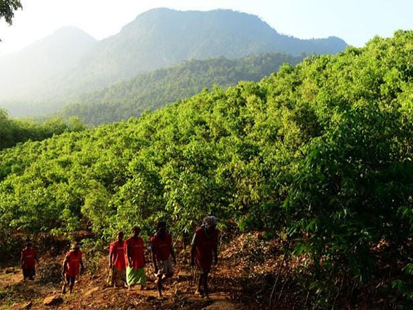 Cinnamon Cultivation