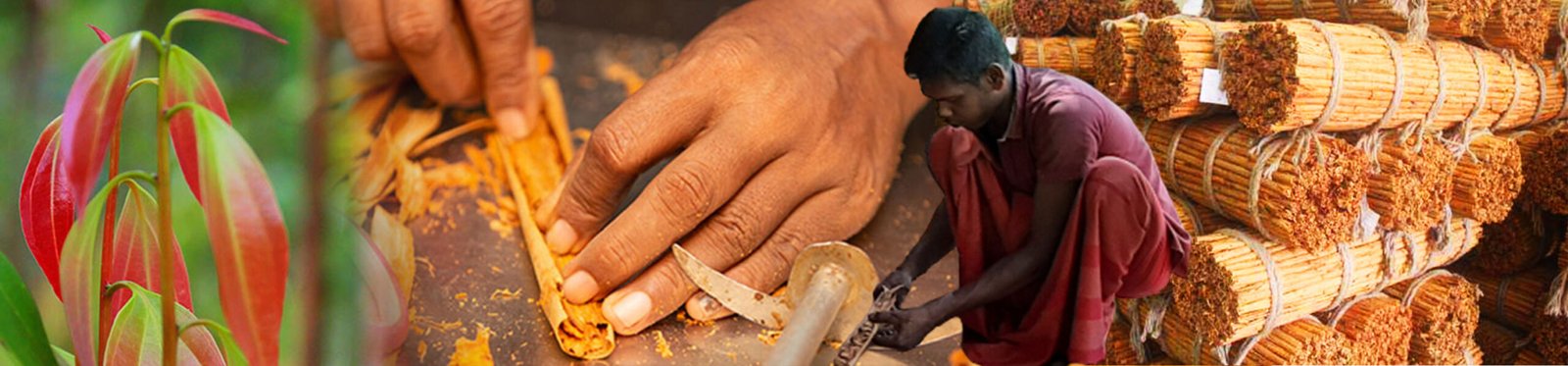 why ceylon cinnamon